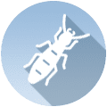 WDI/Termite Inspection